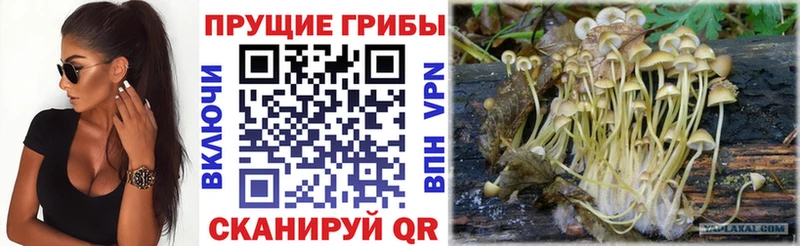 Псилоцибиновые грибы мицелий  Кстово 